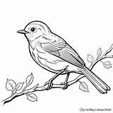 Robin Coloring Pages  Free & Printable sketch template