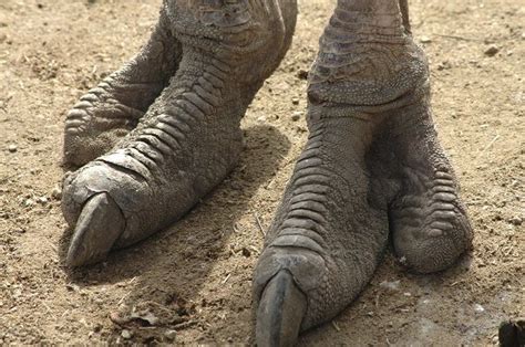 ostrich feet - Google Search | inspiratie | Animals, Animal drawings ...