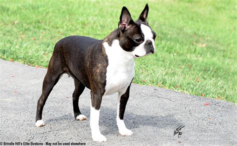 Brindle Hill's Elite Boston Terriers, Showing & Breeding Champions ...