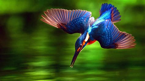 16+ Kingfisher Bird Hd Wallpaper Pictures - Wallpaper HD Collections