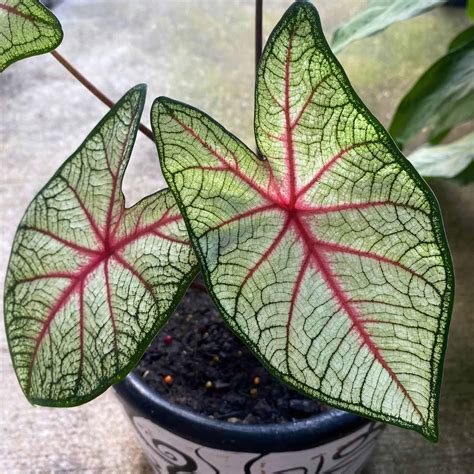 12 Caladium Varieties You Will Love - Plants Craze