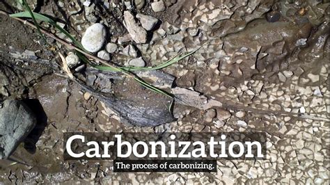 What is Carbonization? | How Does Carbonization Look? | How to Say ...