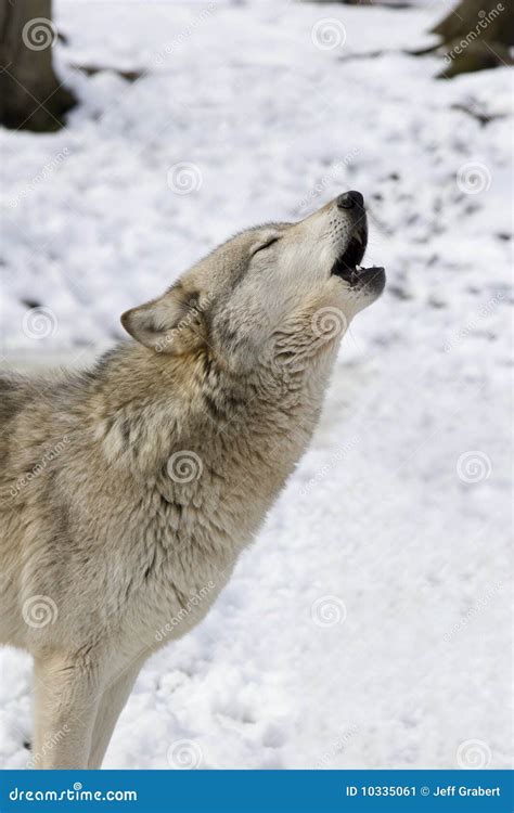 Timber Wolf Howling stock image. Image of timber, snow - 10335061