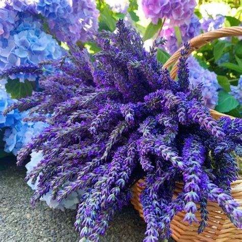 Blooming Purple Lavender Seeds — Seed Nerds