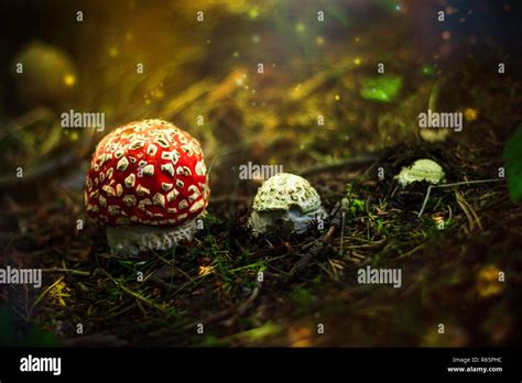 Growth phase of mushroom Stock Photo - Alamy