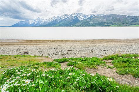 Jackson Lake Wildflowers Photograph by Garth Steger - Fine Art America