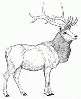 Rocky Mountain Elk Clip Art sketch template