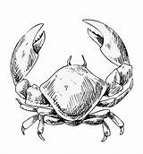 Crab Coloring Pages Free Printable PDF sketch template