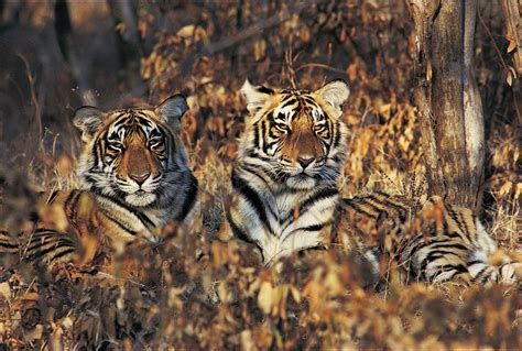 What It’s Like to Go on a Tiger Safari in India’s Central Jungle ...