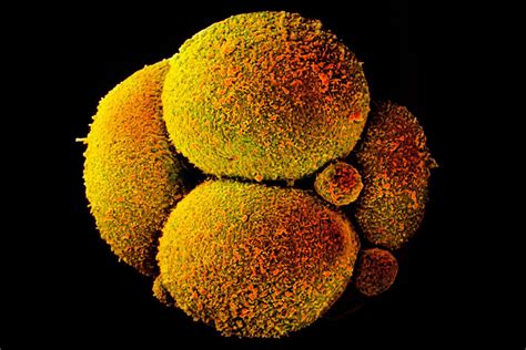 Embryo cells decide their future only two days after conception | New Scientist