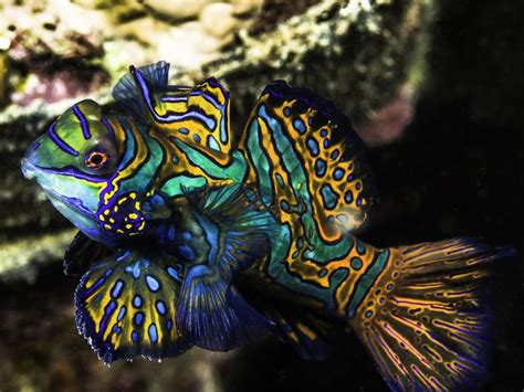 Mandarinfish - Alchetron, The Free Social Encyclopedia