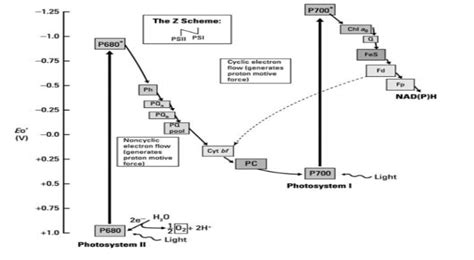 Oxygenic Photosynthesis