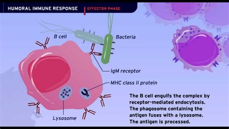 The Humoral Immune Response - YouTube