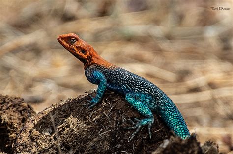 Siedleragame / Agama agama / Lizard Foto & Bild | nature, world, natur ...