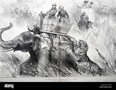 Tiger hunting 1800s hi-res stock photography and images - Alamy