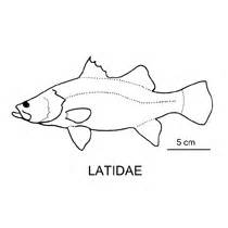 Line drawing of latidae