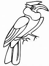 Hornbill Coloring Pages  Best For Kids Bird coloring sketch template