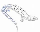 Free Printable Lizard Coloring Pages For Kids sketch template
