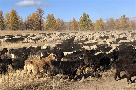 the beauty of animal wildlife in the steppe (5) - Taste & Travel