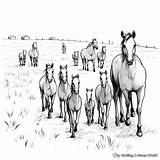 Herd Of Horses Coloring Pages  Free & Printable sketch template