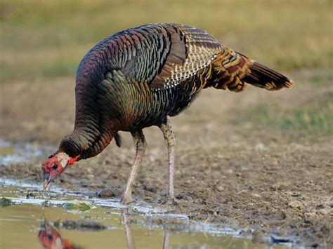What Do Wild Turkeys Eat? (Diet + Behavior) | Birdfact