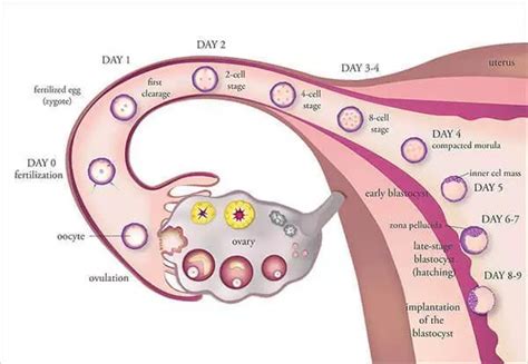 Ovulation Induction for In Vitro Fertilization - New Hope Fertility Center