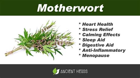 Motherwort Benefits, Uses, Dosage & Side Effects