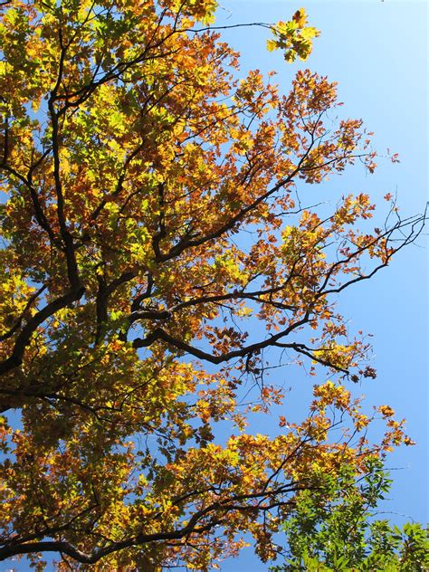 Fall Tree | Jean Gazis | Flickr