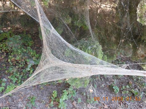 Thousands of rare spiders spin a gigantic web through Texas park | Daily Mail Online