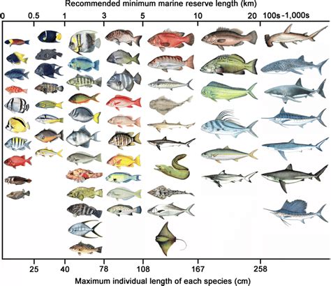 Tackle Box ID Florida Saltwater Fish Identification Card Set Three Doublesided Waterproof Cards ...