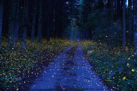 Fireflies at the Shikoku Forest Japan | by Kei Nomiyama [2000x1334 ...