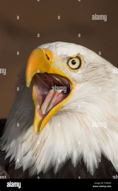 Patriotic symbol screaming eagle hi-res stock photography and images ...