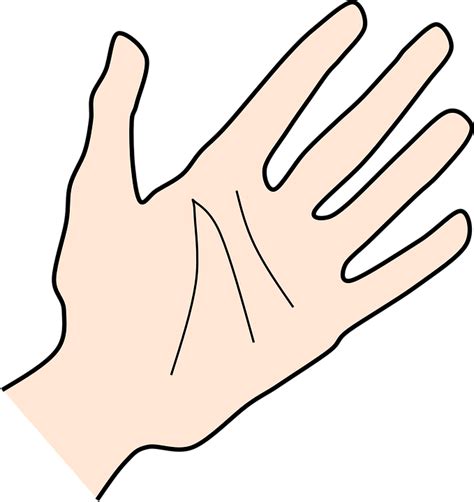 Hand Palm Human - Free vector graphic on Pixabay
