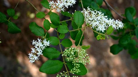 Privet - Privet Flowers - Flower Choices