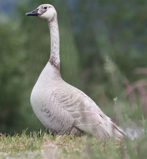 Albino Canada Goose Photograph by James Williams