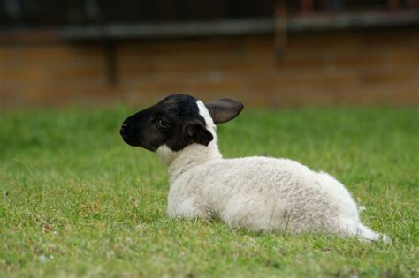 The Ultimate Guide to the Dorper Sheep Breed — J&R Pierce Family Farm