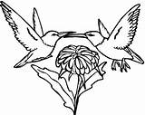53 Hummingbird Coloring Pages  Free & Printable For Kids And Adults sketch template