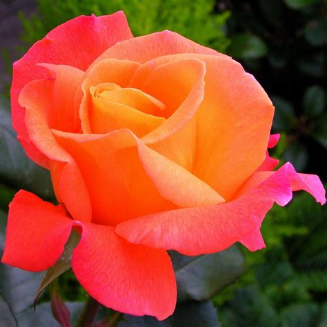 Orange Pink Rose Flower Close Up Photograph by Lynne Dymond