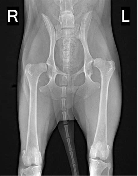 Hip Dysplasia | Veterinary Specialist Services