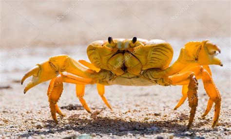 Yellow land crab close up — Stock Photo © GUDKOVANDREY #85442310