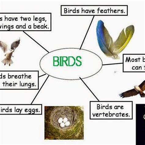 What are two differences between birds and reptiles? - DIY Seattle