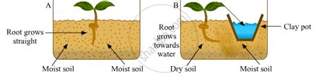 Define Hydrotropism. Give One Example of Hydrotropism. State Whether this Example is of Positive ...