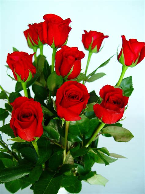 Flores de rosas rojas | El consumo de flores naturales en Es… | Flickr