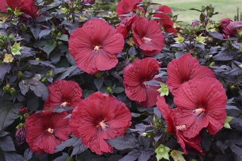 Perennial of the Month: Hardy Hibiscus - The Farmer's Daughter