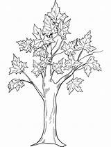 Fall Tree Coloring Pages For Preschoolers sketch template