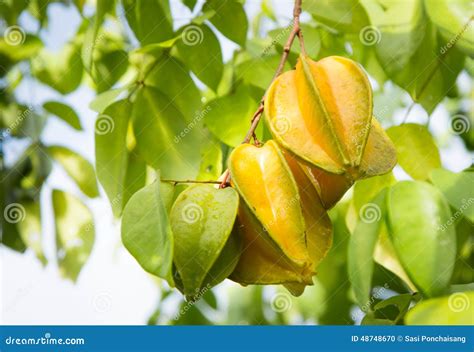 Starfruit Tree Stock Photos - Download 600 Royalty Free Photos