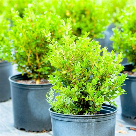 1 Gal. Japanese Boxwood - Hardy Evergreen Hedge Plant - Walmart.com ...