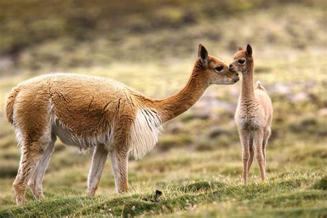 Guanaco Facts (Lama guanicoe)