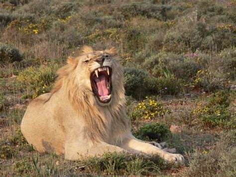 Discover the World’s Largest Lions!