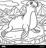 Seal Coloring Page For Kids Stock Vector Image & Art  Alamy sketch template